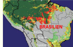 Fortschreitende Vernichtung des Amazonas-Regenwalds