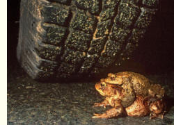 Erdkröten in Gefahr