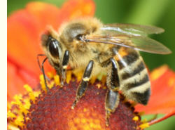 Biene für Gentechnik-Freiheit