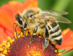 Die Biene - ein Indikator für das Überleben der Menschheit
