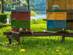 Bienen-Honig - Foto: Tama66 - Creative-Commons-Lizenz 3.0