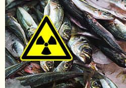 Wie radioakriv darf Fisch sein?
