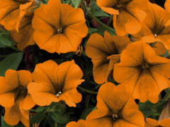 Gen-Petunien mit orangefarbenen Blten - Grafik: Samy - Creative-Commons-Lizenz Namensnennung Nicht-Kommerziell 3.0