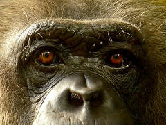 Schimpanse, Gesicht - Foto: Daniel Polak - Creative-Commons-Lizenz CC0