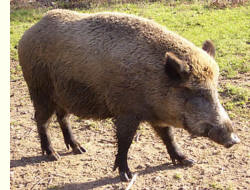 Wildschwein mit radioaktivem Cäsium verseucht