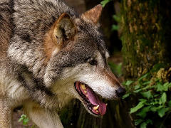 Wolf - Foto: Alexa - Creative-Commons-Lizenz CC0