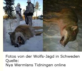 Wolfs-Jagd in Schweden