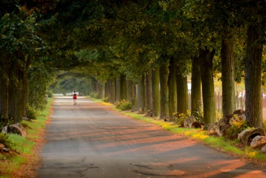 Allee bei Grobeeren, Foto: Claudia Eickschen, Quelle: BUND