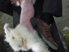 Einem Angora-Kaninchen wird grausam das Fell ausgerupft