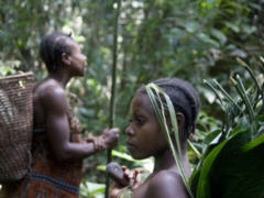 Baka im Südosten Kameruns - Foto: Survival International
