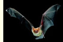 Fledermaus