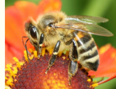 Biene für Gentechnik-Freiheit