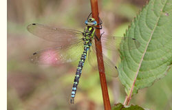 Blaugrne Mosaikjungfer, BUND Libelle des Jahres 2012, Foto: Gnther J. Loos