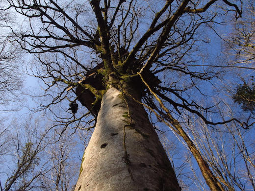 Baumbesetzung Bure - Foto: Isabelle Masson-Loodts - Creative-Commons-Lizenz Namensnennung Nicht-Kommerziell 3.0