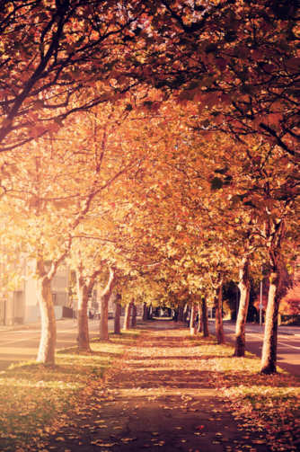 Bedrohte Allee in Chemnitz, Foto: Elinor Matschewsky, Quelle: BUND