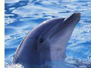 Delphin