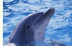 Delphin