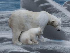 Eisbär mit Jungem auf Eisscholle - Foto: blende12 - Creative-Commons-Lizenz Namensnennung Nicht-Kommerziell 3.0