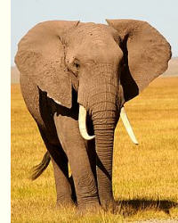 Elefant