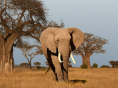 Afrikanischer Elefant