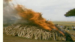 Elfenbein-Verbrennung in Kenia, 1989