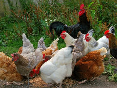 Hühner in Freilandhaltung - Foto: KRiemer - Creative-Commons-Lizenz CC0