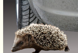 Igel in Gefahr