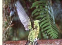 Kolibri in Ecuador bedroht