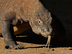 Komodowaran - Foto: Charles J. Sharp - Creative-Commons-Lizenz Namensnennung Nicht-Kommerziell 3.0