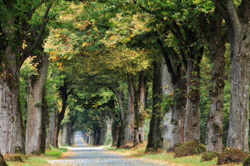 Lindenallee, Foto: Ulrich Thomas, Quelle: BUND