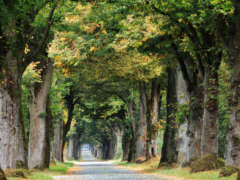 Lindenallee, Foto: Ulrich Thomas, Quelle: BUND