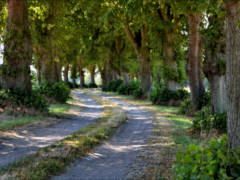 Linden-Allee Batevitz-Bisdorf, Foto: Bernd Kding, Quelle: BUND