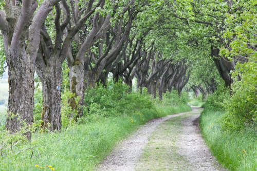 Maulbeerbaum-Allee, Foto: Edgar Weidemann, Quelle: BUND