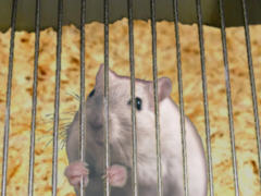 Maus im Käfig - Grafik: Samy - Creative-Commons-Lizenz Namensnennung Nicht-Kommerziell 3.0