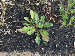 Plastik-Müll bei Sportplatz - Foto: Prof. Dr. Franz Brümmer