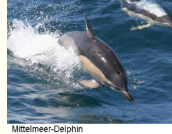 Mittelmeer-Delphin