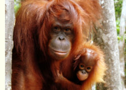 Orang Utan