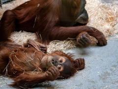 Orang-Utan im Zoo - Foto: Alldevicecanmakegreatpict - Creative-Commons-Lizenz CC0