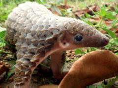 Junges Pangolin - Foto: Rettet den Regenwald