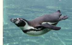 Humboldt-Pinguin