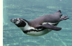 Humboldt Pinguin