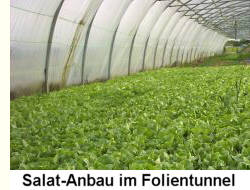 Salat-Anbau im Folientunnel