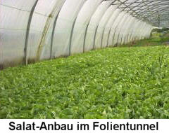 Salat-Anbau im Folientunnel