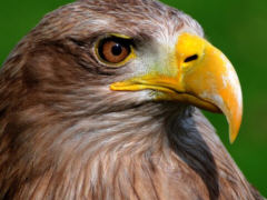 Seeadler, Foto: gerhard 2 - Creative-Commons-Lizenz 'Namensnennung 2.0'