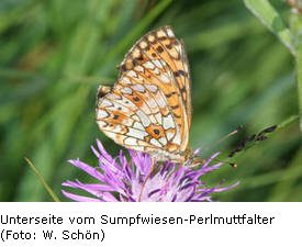 Sumpfwiesen-Perlmuttfalter, Unterseite