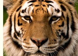 sibierischer Tiger