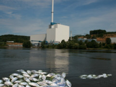 Tote Fische in der Elbe - Grafik: Samy