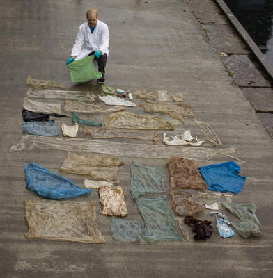 Toter Cuvier-Schnabelwal, Mageninhalt ausgebreitet, Foto: UNIVERSITY OF BERGEN - Creative-Commons-Lizenz 3.0