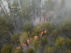 Brand im Tschernobyl-Wald - Foto: Europische Weltraumorganisation (ESA) - Lizenz: gemeinfrei