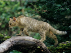 Wildkatze (Felis silvestris silvestris)